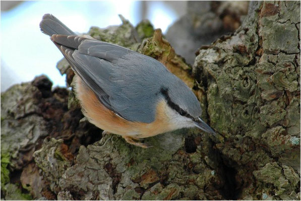 KLEIBER, NUTHATCH, SITTA EUROPAEA