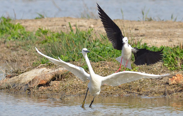 SEIDENREIHER, LITTLE EGRET, EGRETTA GARZETTA