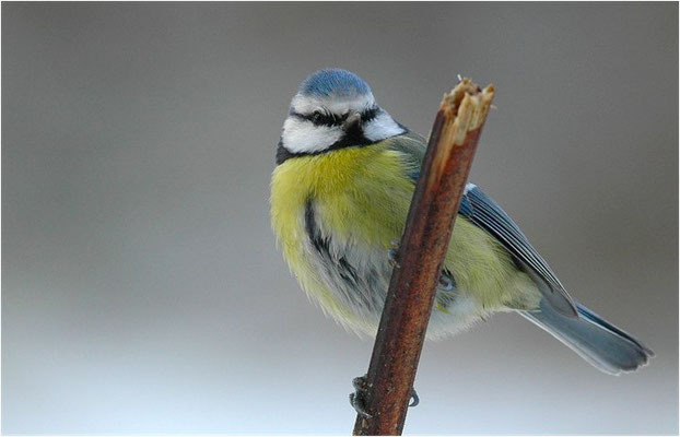 BLAUMEISE, BLUE TIT, CYANISTES CAERULEUS
