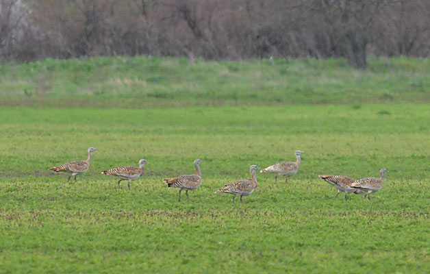 GROSSTRAPPE, GREAT BUSTARD, OTIS TARDA