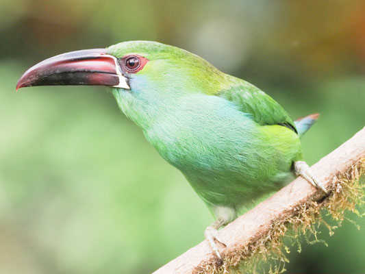 Blutbürzelarassari, Crimson-rumped Toucanet - Aulacorhynchus haematopygus