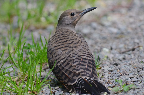 GOLDSPECHT, NORTHERN FLICKER, COLAPTES CHRYSOIDES