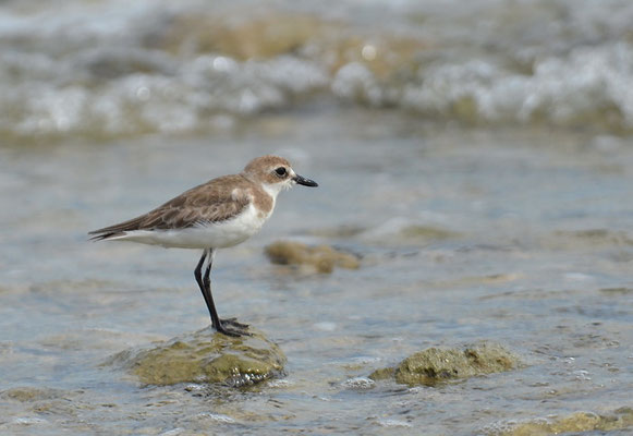 MONGOLENREGENPFEIFER, LESSER SAND PLOVER, CHARADRIUS MONGOLUS