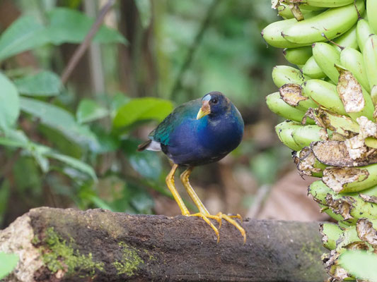 Zwergsultanshuhn, Purple Gallinule - Porphyrio martinicus