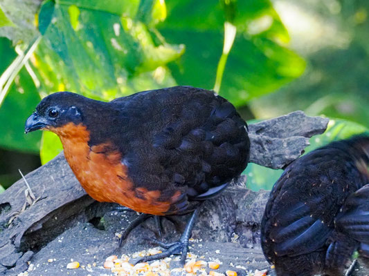 Schwarzrückenwachtel (Schwarzrücken-Waldwachtel), Dark-backed Wood-Quail - Odontophorus melanonotus