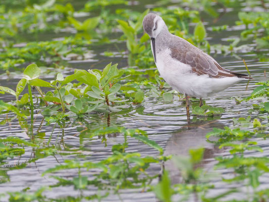 Wilson´s Wassertreter, Wilson´s Phalarope - Phalaropus tricolor