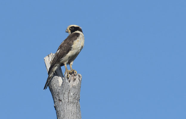 LACHFALKE, LAUGHING FALCON, HERPETOTHERES CACHINNANS