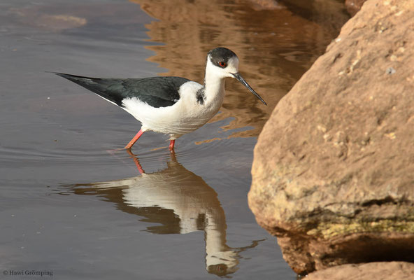 STELZENLÄUFER, BLACK-WINGED STILT, HIMANTOPUS HIMANTOPUS