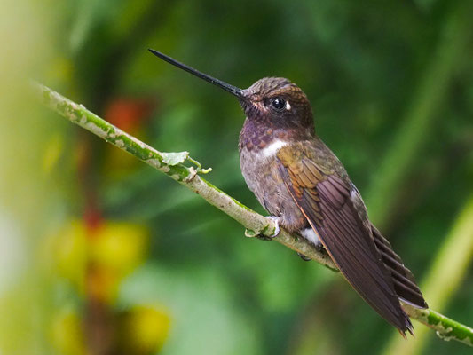 BRAUNER ANDENKOLIBRI, BROWN INCA - COELIGENA WILSONI