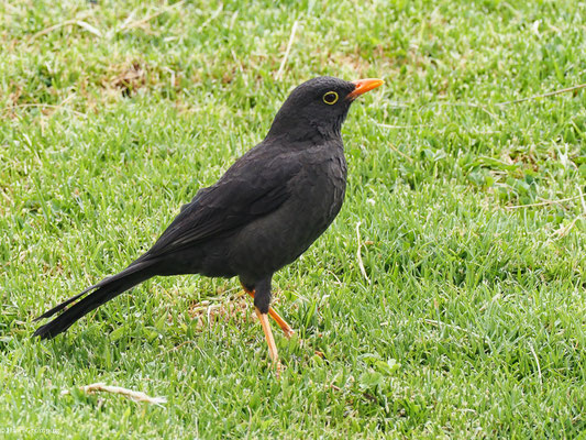 RIESENDROSSEL, GREAT THRUSH - TURDUS FUSCATER