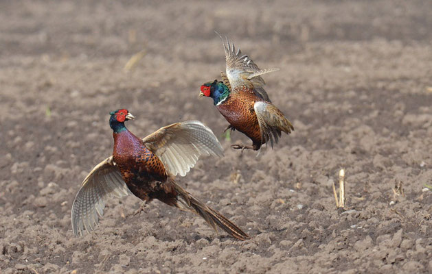 FASAN, COMMON PHEASANT, PHASIANUS COLCHICUS