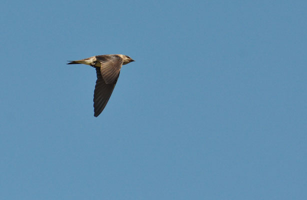 PURPURSCHWALBE, PURPLE MARTIN, PROGNE SUBIS