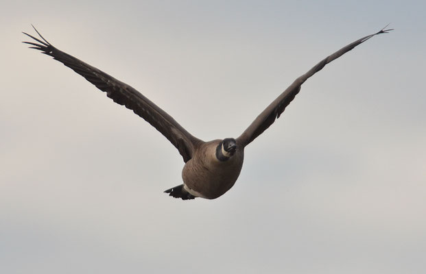 KANADAGANS, CANADA GOOSE, BRANTA CANADENSIS