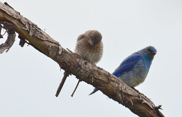 BERGHÜTTENSÄNGER, MOUNTAIN BLUEBIRD, SIALIA CURROCOIDES