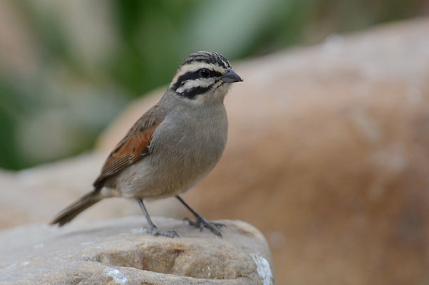 KAPAMMER, CAPE BUNTING, EMBERIZA CAPENSIS