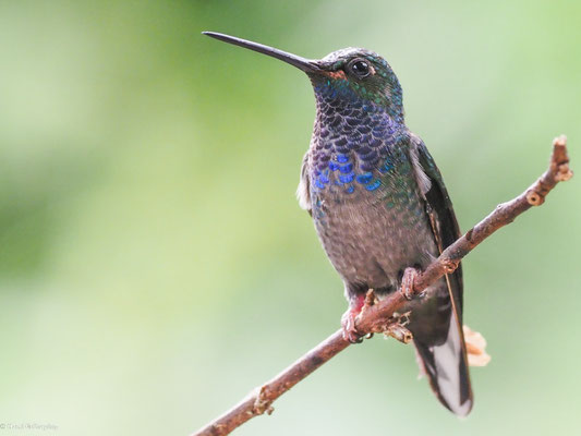 Violettstirn-Brillantkolibri, Violet-fronted Brillant - Heliodoxa leadbeateri