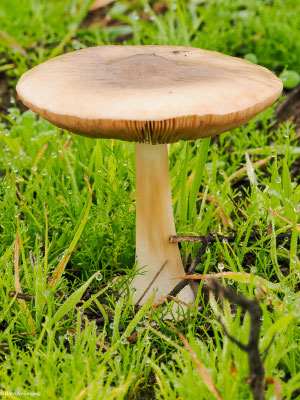 Großer Scheidling - Volvariella gloiocephala