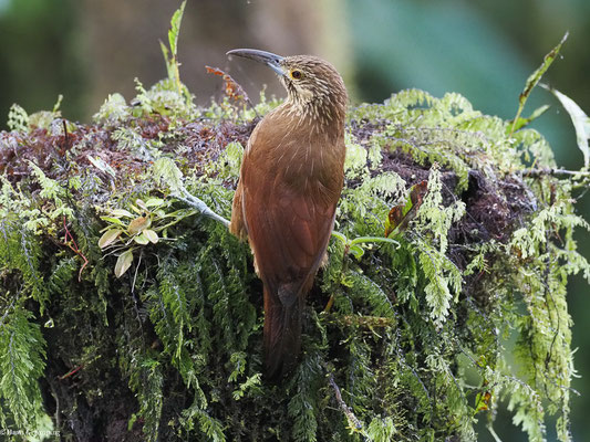 STARKSCHNABEL-BAUMSTEIGER, STRONG-BILLED WOODCREEPER - XIPHOCOLAPTES  PROMEROPIRHYNCHUS