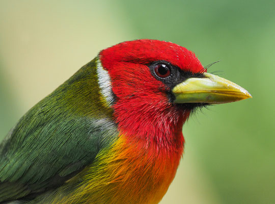 Andenbartvogel, Red-headed barbet, Eubucco bourcierii