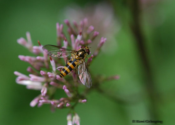 SPÄTE FRÜHLINGSSCHWEBFLIEGE, MELISCAEVA CINCTELLA