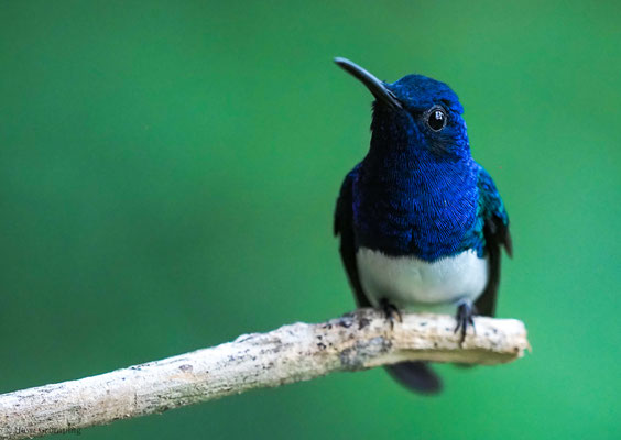 WEISSNACKENKOLIBRI, WHITE-NECKED JACOBIN, FLORISUGA MELLIVORA