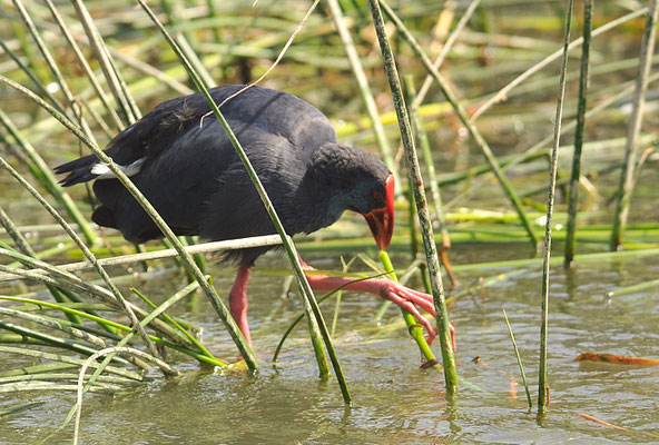 PURPURHUHN, PURPLE SWAMPHEN, PORPHYRIO PORPHYRIO