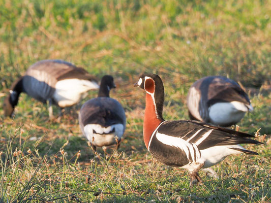 Rothalsgans, Red-breasted goose, Branta rufficollis