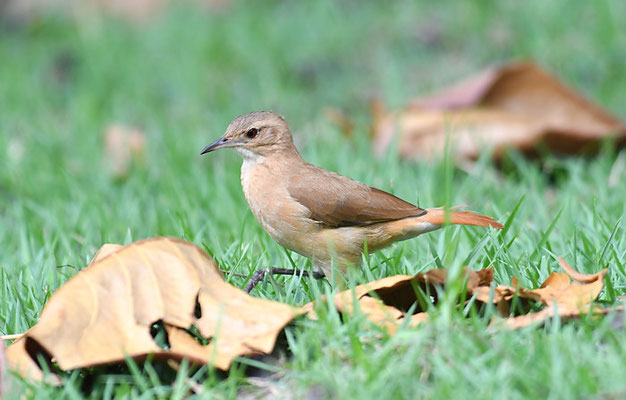 ROSTTÖPFER, RUFOUS HORNERO, FURNARIUS RUFUS