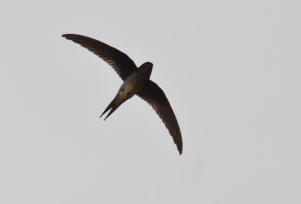 HAUBENBAUMSEGLER, GREY-RUMPED TREESWIFT, HEMIPROCNE LOGIPENNIS