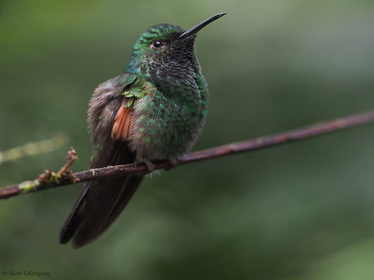 STREIFENSCHWANZKOLIBRI, STRIPE-TAILED HUMMINGBIRD, EUPHERUSA EXIMIA