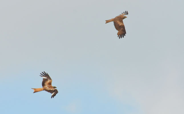 ROTMILAN, RED KITE, MILVUS MILVUS