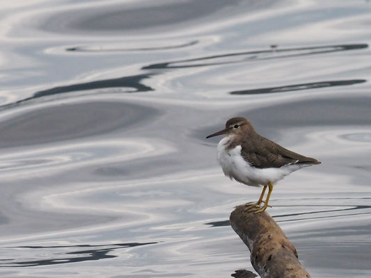 DROSSELUFERLÄUFER, SPOTTED SANDPIPER - ACTITIS MACULARIA