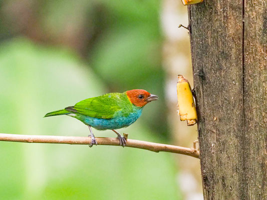 Rötelkopftangare, Bay-headed Tanager - Tangara gyrola