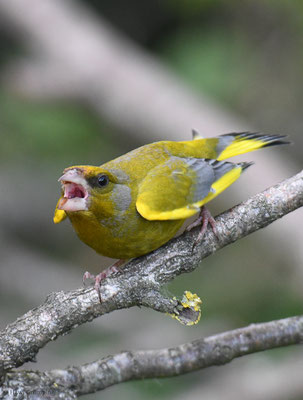 GRÜNFINK, GREENFINCH, CHLORIS CHLORIS