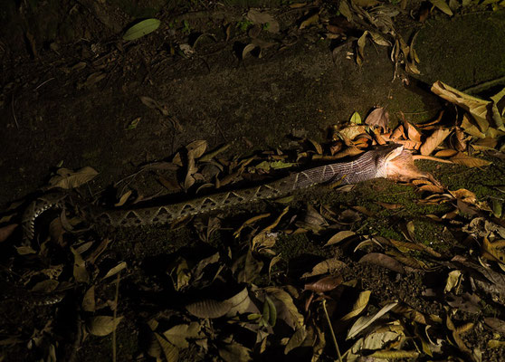 Terciopelo-Lanzenotter (Bothrops asper)