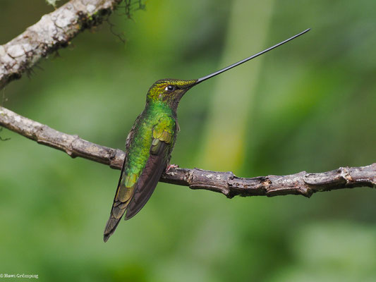 SCHWERTSCHNABELKOLIBRI, SWORD-BIILED HUMMINGBIRD - ENSIFERA ENSIFERA