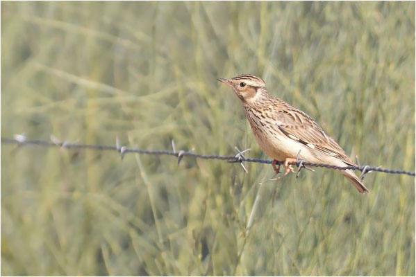 HEIDELERCHE, WOODLARK, LULLULA ARBOREA