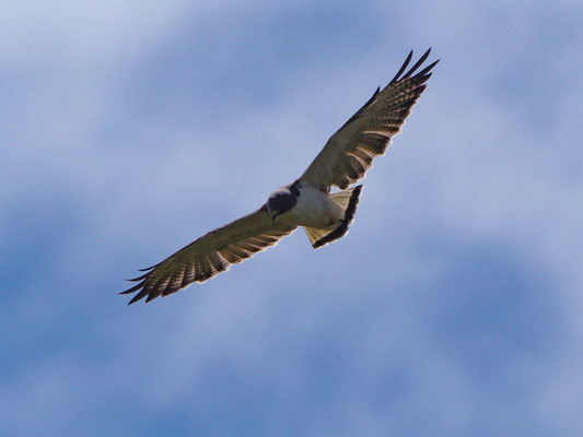 ROTRÜCKENBUSSARD, VARIABLE HAWK (RED-BACKED HAWK) - GERANOAETUS POLYOSOMA