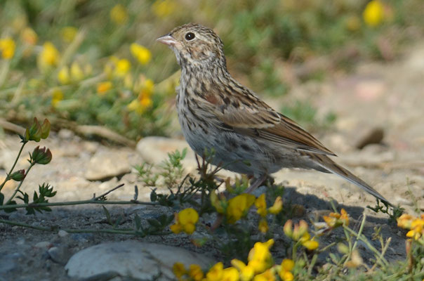 Abendammer, Vesper sparrow, pooecetes gramineus
