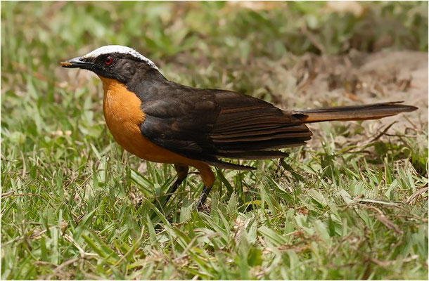 SCHUPPENKOPFRÖTEL, WHITE-CROWNED ROBIN-CHAT, COSSYPHA ALBICAPILLA