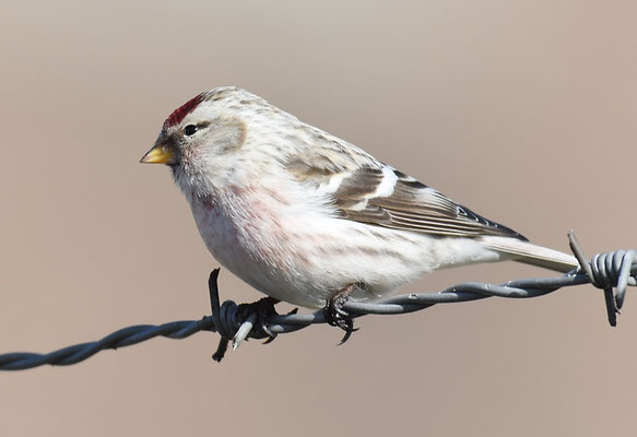 POLARBIRKENZEISIG, ARCTIC REDPOLL, CARDUELIS HORNEMANNI