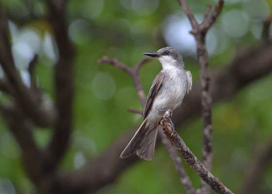 GRAUTYRANN, GREY KINGBIRD, TYRANNUS DOMINICENSIS
