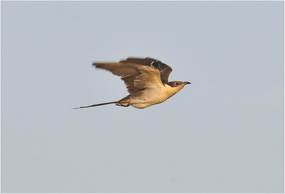 HÄHERKUCKUCK, GREAT SPOTTED CUCKOO, CLAMATOR GLANDARIUS