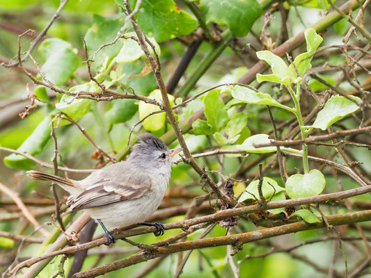 Haubenkleintyrann, Southern Beardless Tyrannulet - camptostoma obsoletum