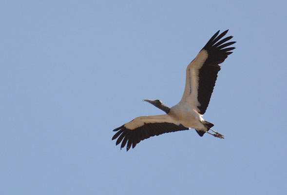 WALDSTORCH, WOOD STORK, MYCTERIA AMERICANA