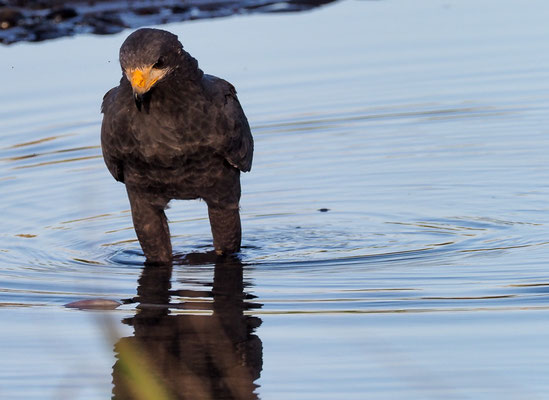 MANGROVENBUSSARD, MANGROVE BLACK-HAWK, BUTEOGALLUS SUBTILIS
