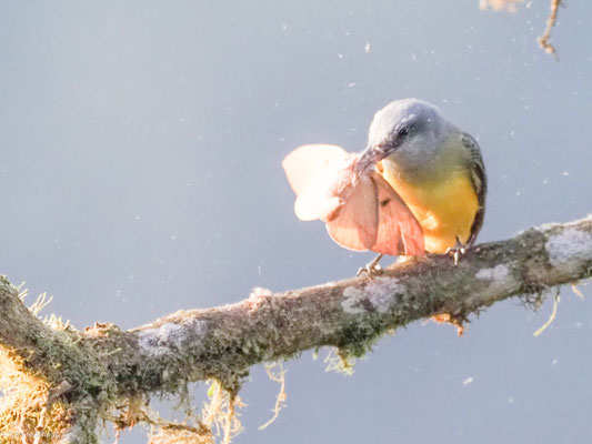 Trauertyrann, Tropical kingbird - Tyrannus melancholicus