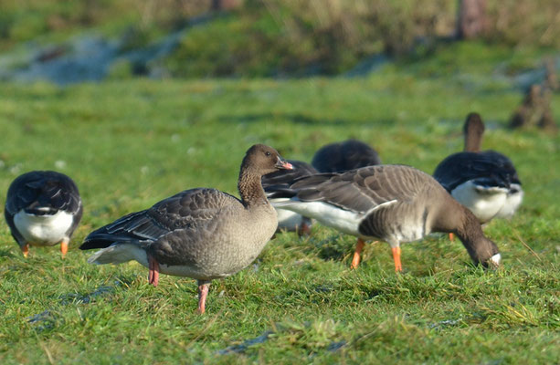 KURZSCHNABELGANS, PINK-FOOTED GOOSE, ANSER BRACHYRHYNCHUS