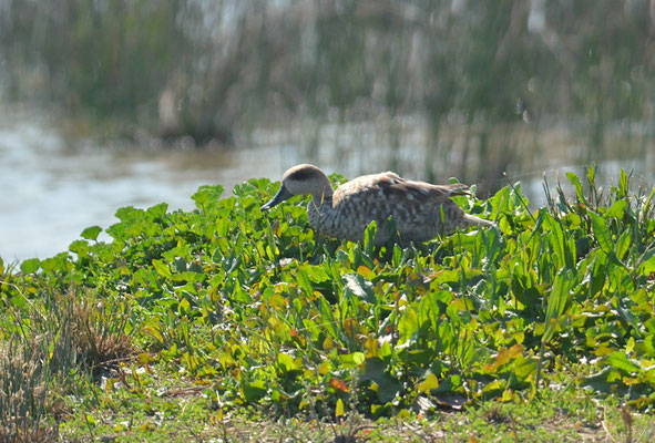 MARMELENTE, MARBLED DUCK, MARMARONETTA ANGUSTIROSTRIS