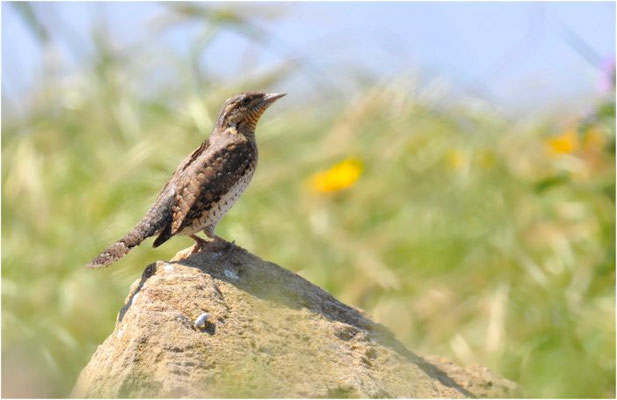 WENDEHALS, WRYNECK, JYNX TORQUILLA